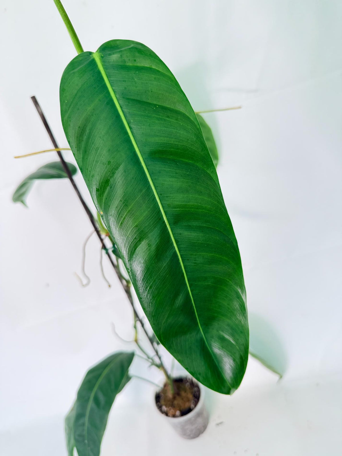 Philodendron Patriciae XL 04