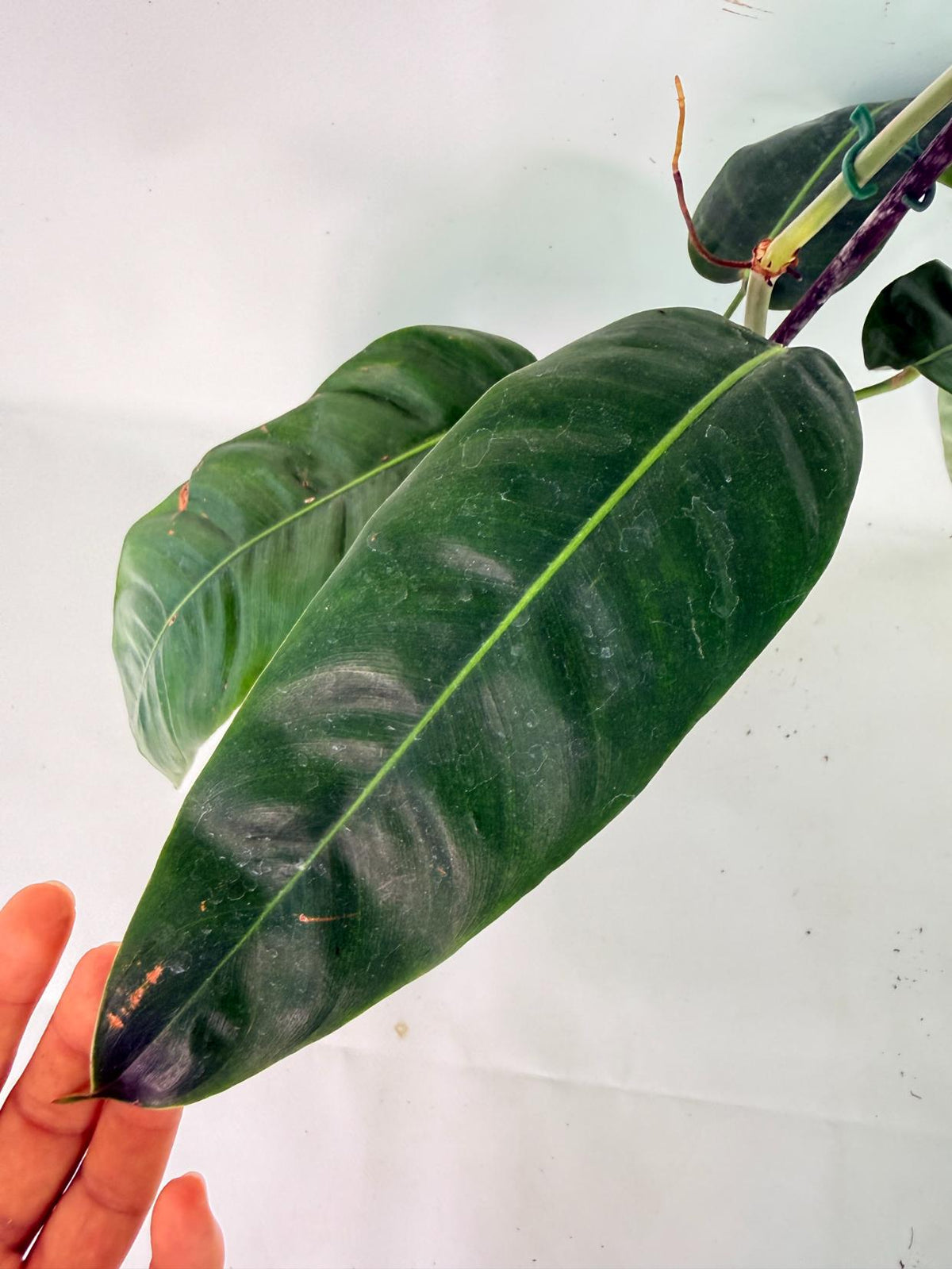 Philodendron Patriciae XL 05