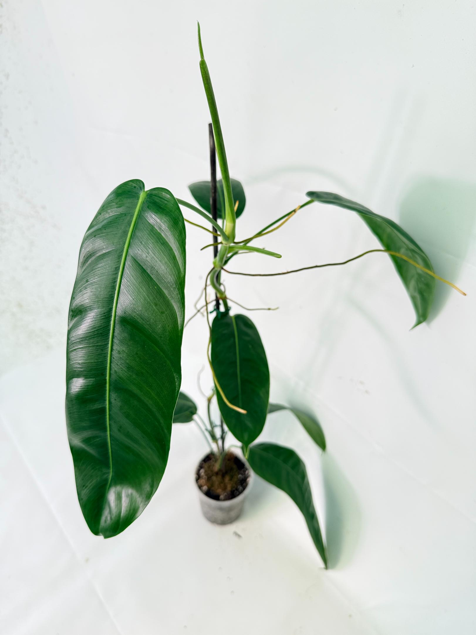 Philodendron Patriciae XL 06