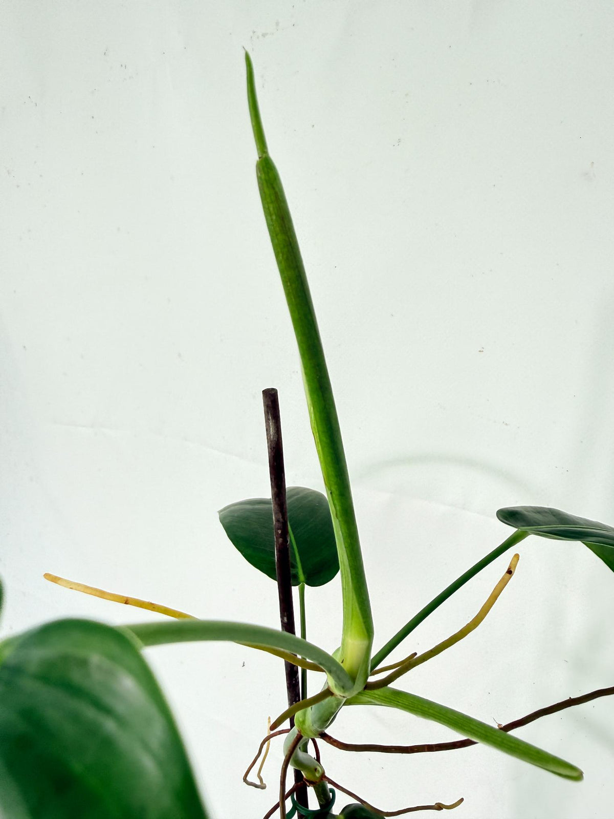 Philodendron Patriciae XL 07