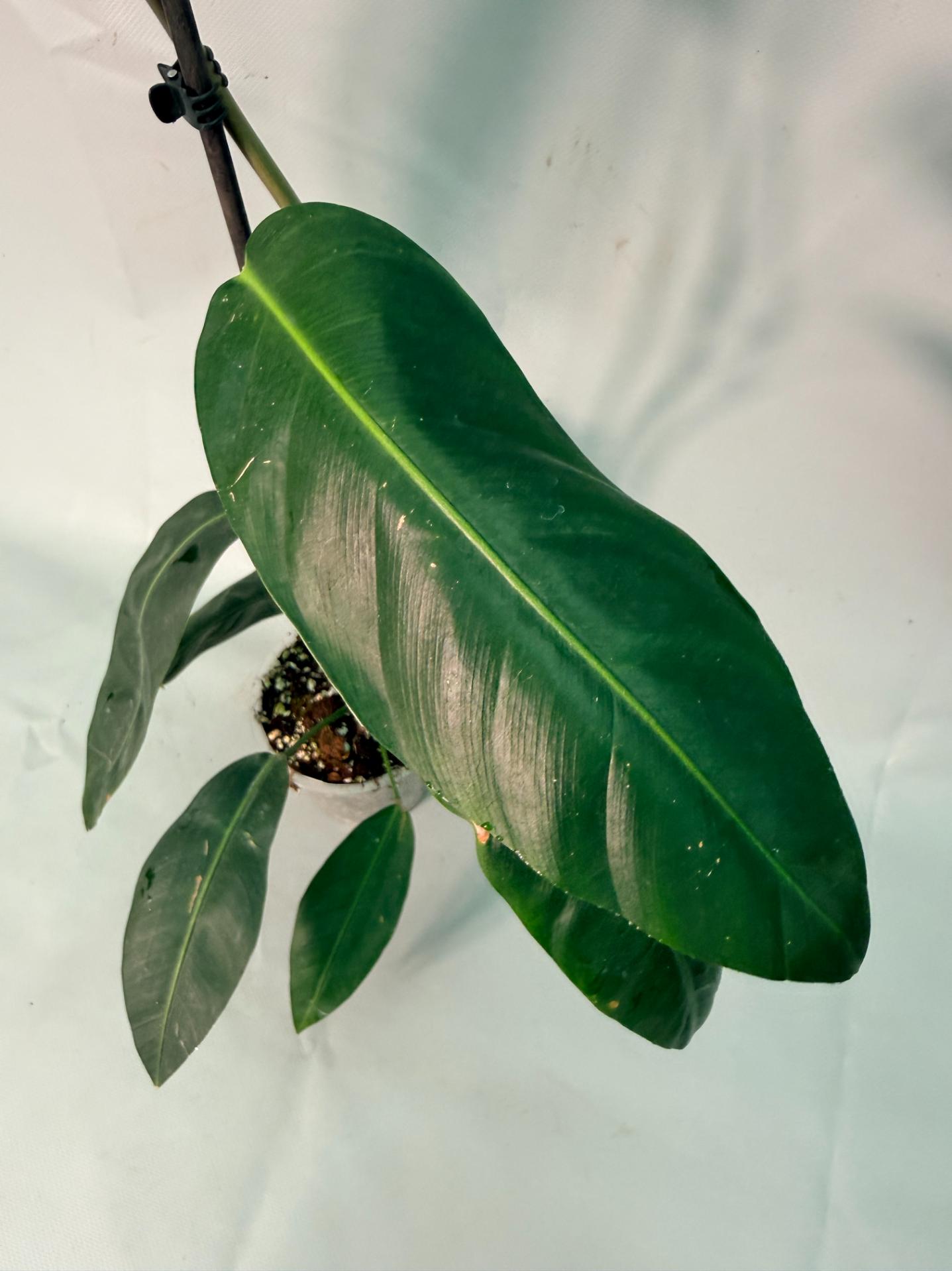 Philodendron Patriciae XL 06