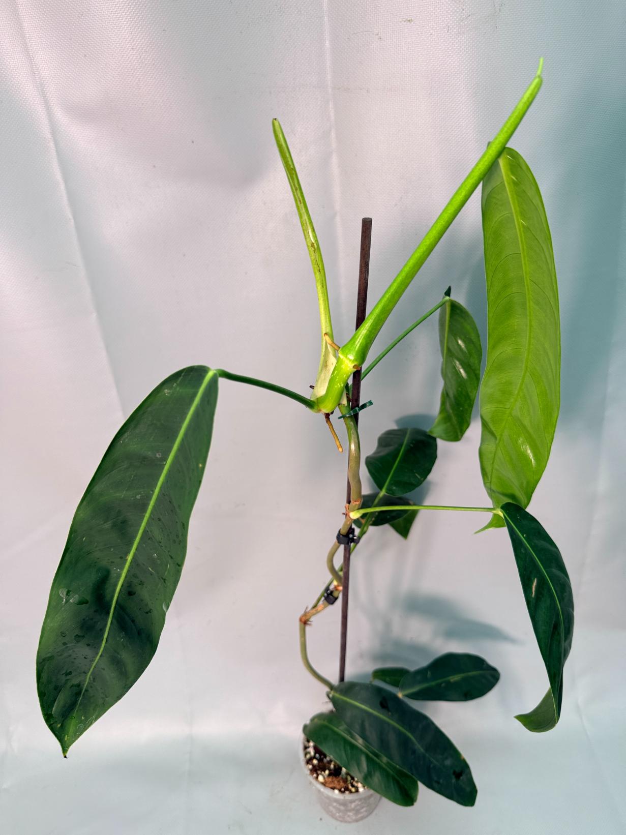 Philodendron Patriciae XL 07