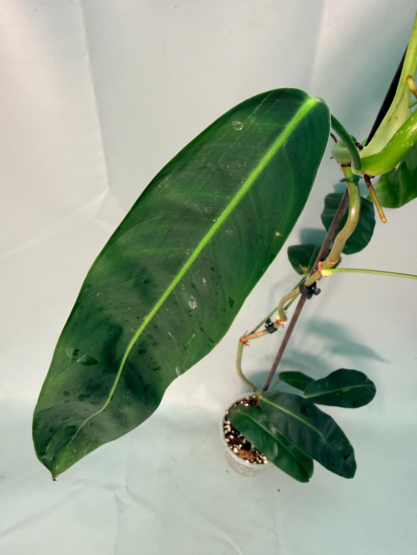 Philodendron Patriciae XL 08