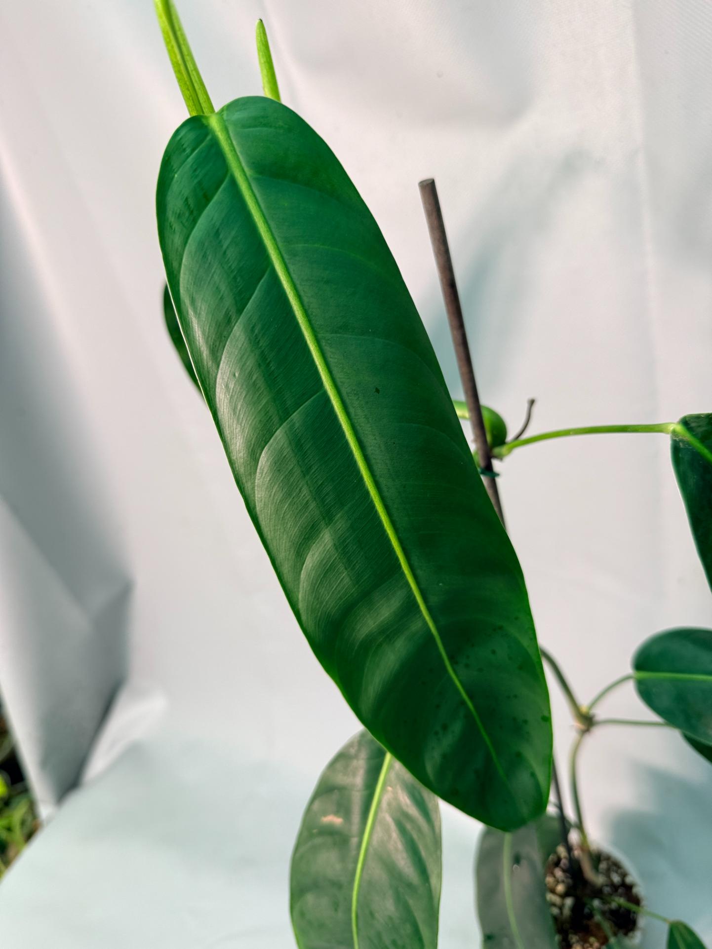 Philodendron Patriciae XL 09