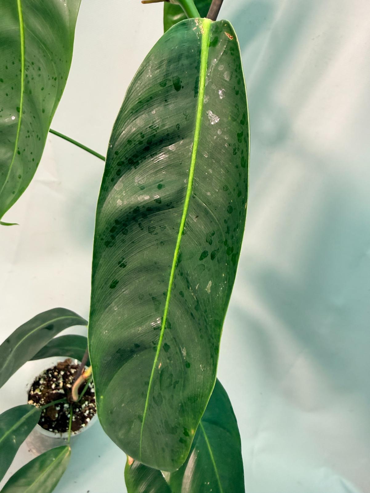 Philodendron Patriciae XL 10