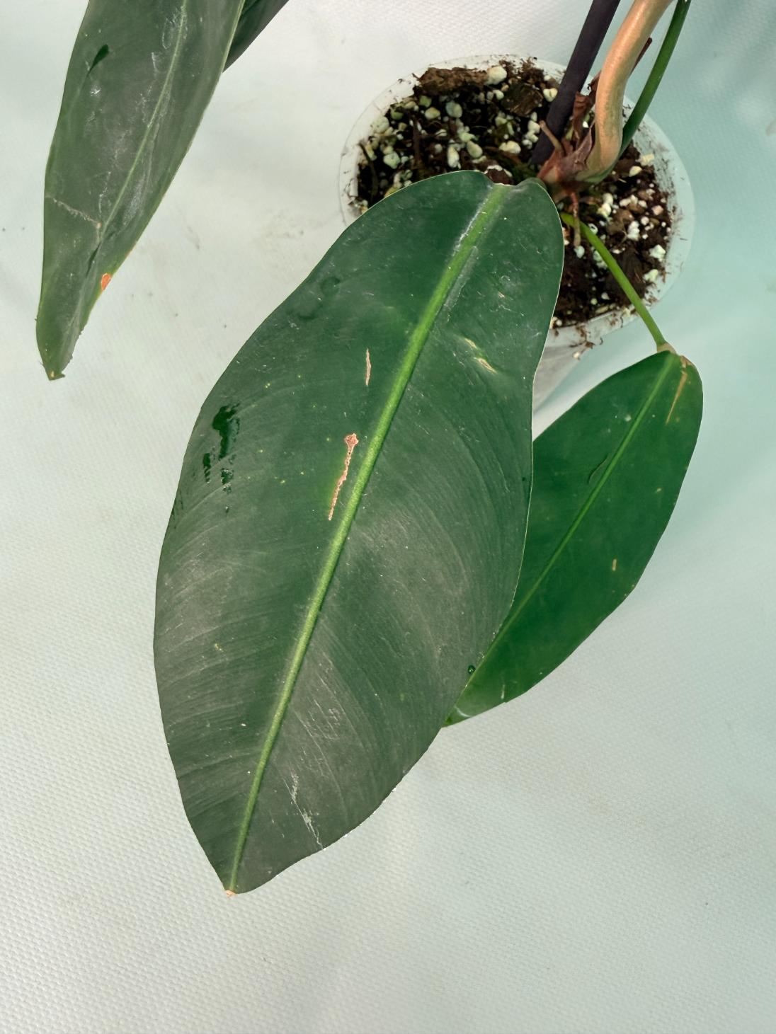 Philodendron Patriciae XL 02