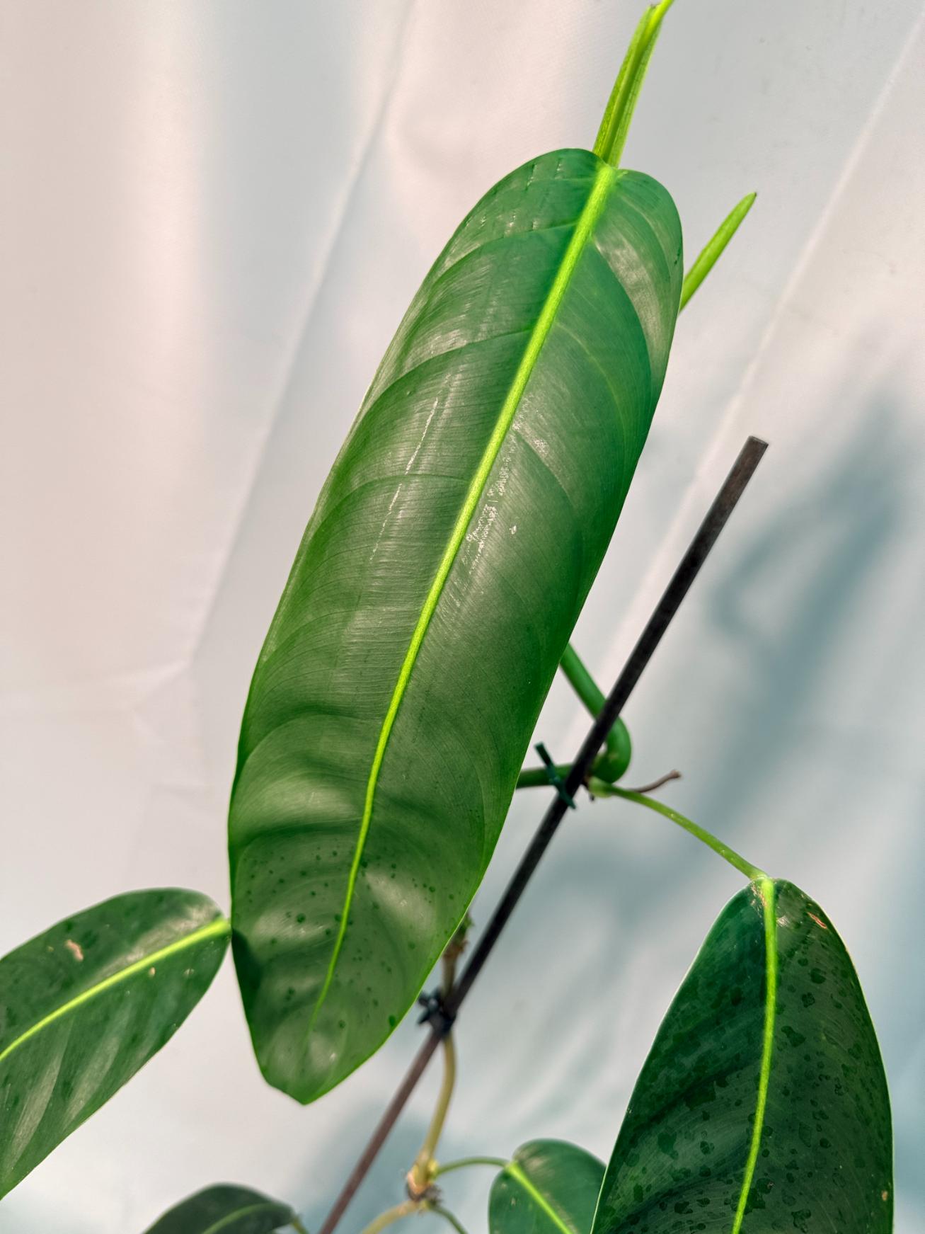 Philodendron Patriciae XL 03