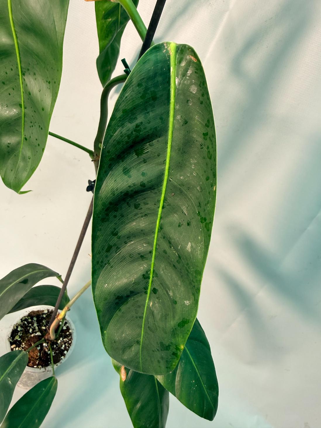 Philodendron Patriciae XL 04