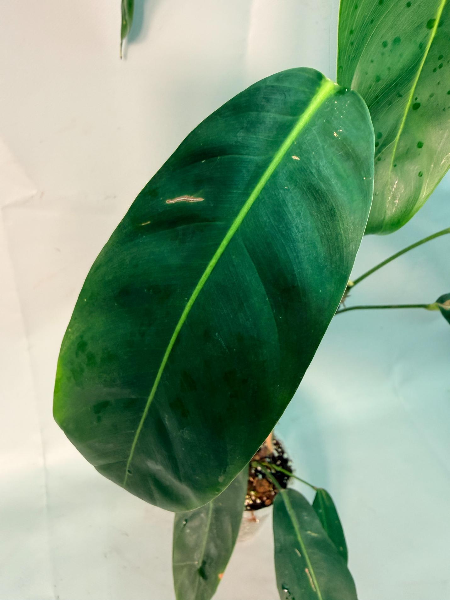 Philodendron Patriciae XL 05