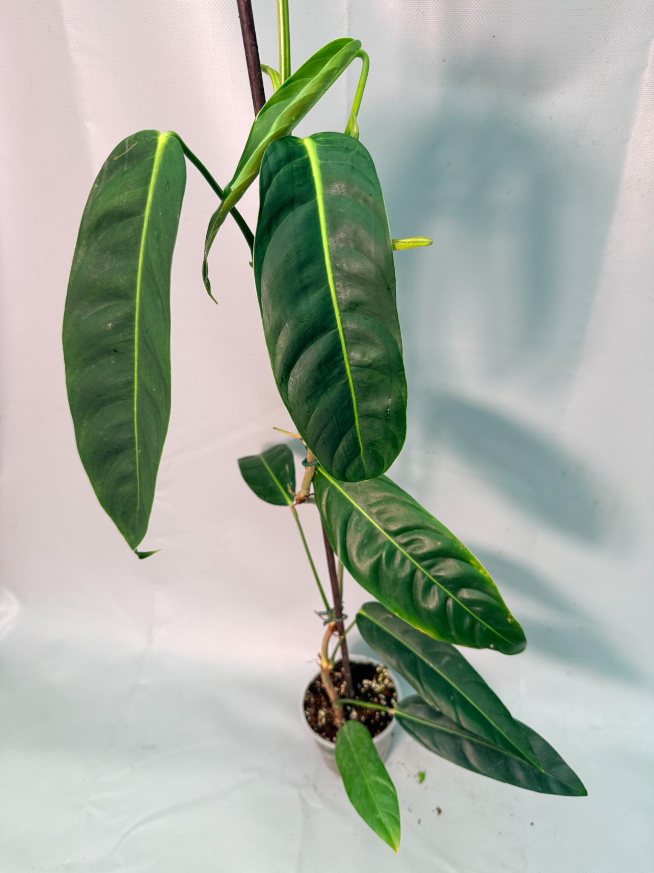Philodendron Patriciae XL 08