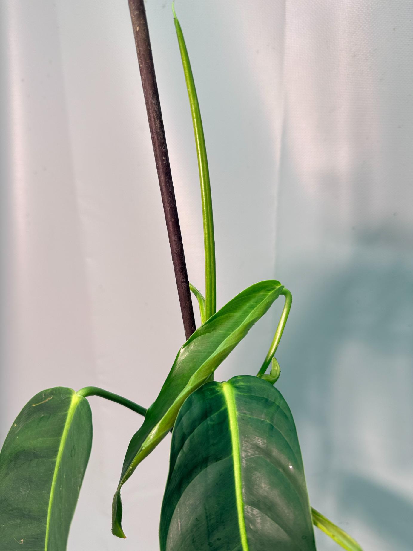 Philodendron Patriciae XL 09
