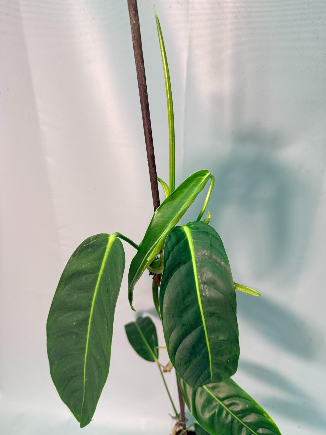 Philodendron Patriciae XL 10