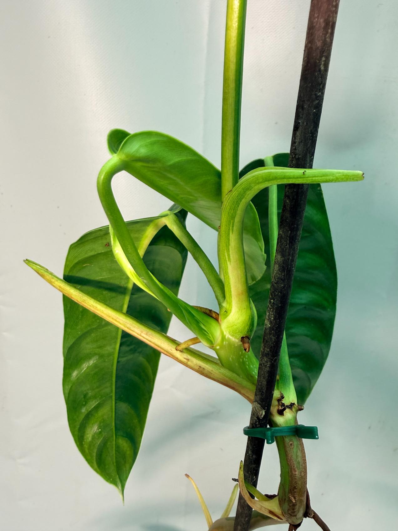 Philodendron Patriciae XL 11