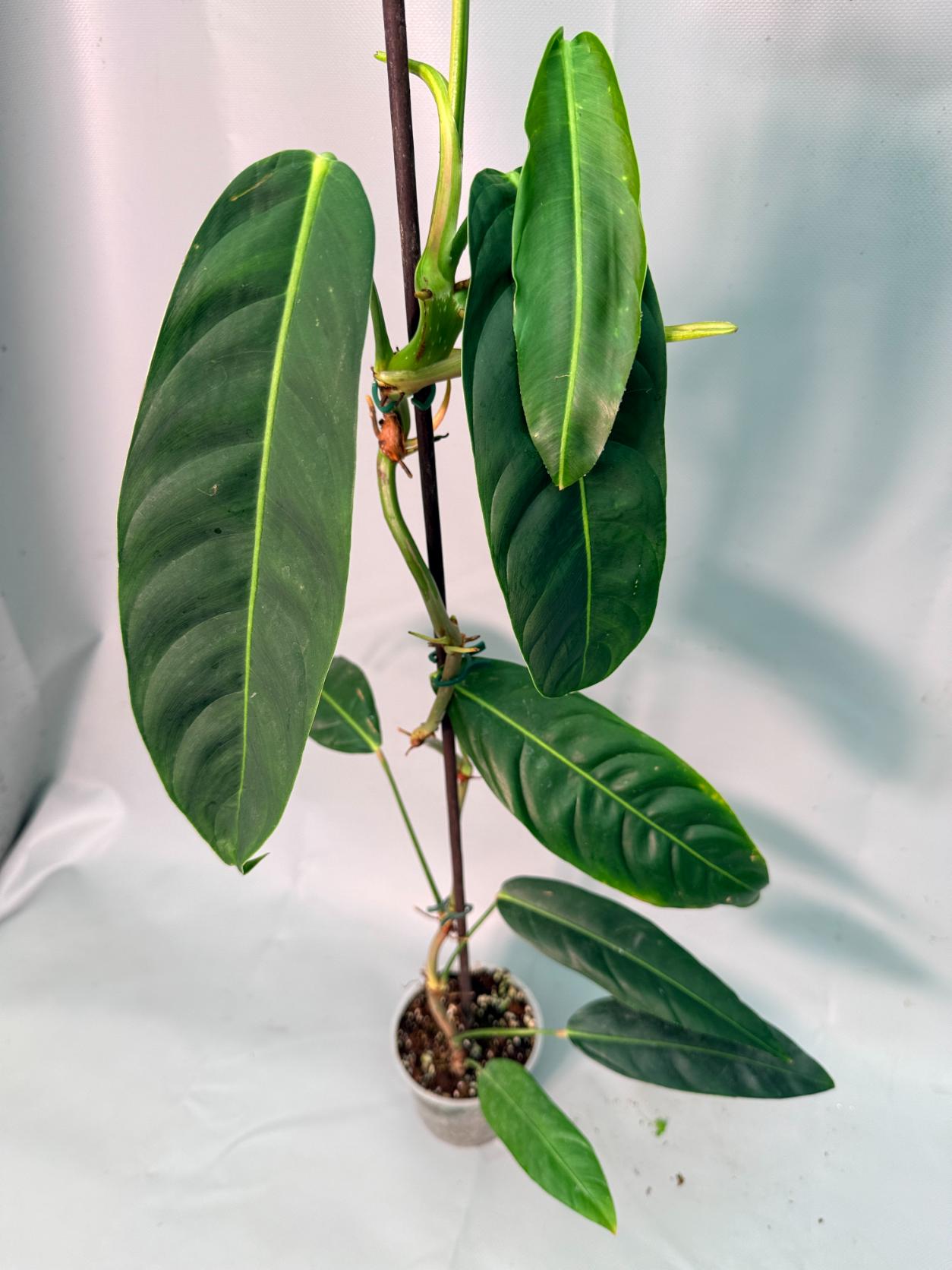 Philodendron Patriciae XL 02