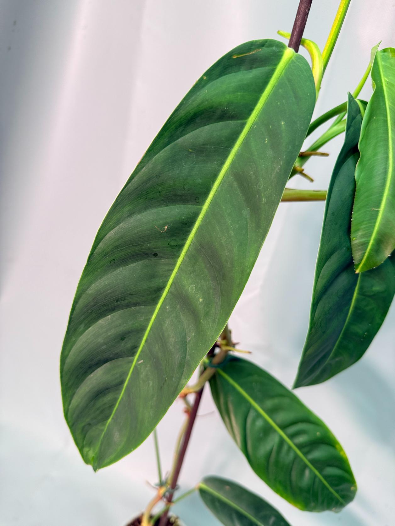 Philodendron Patriciae XL 03