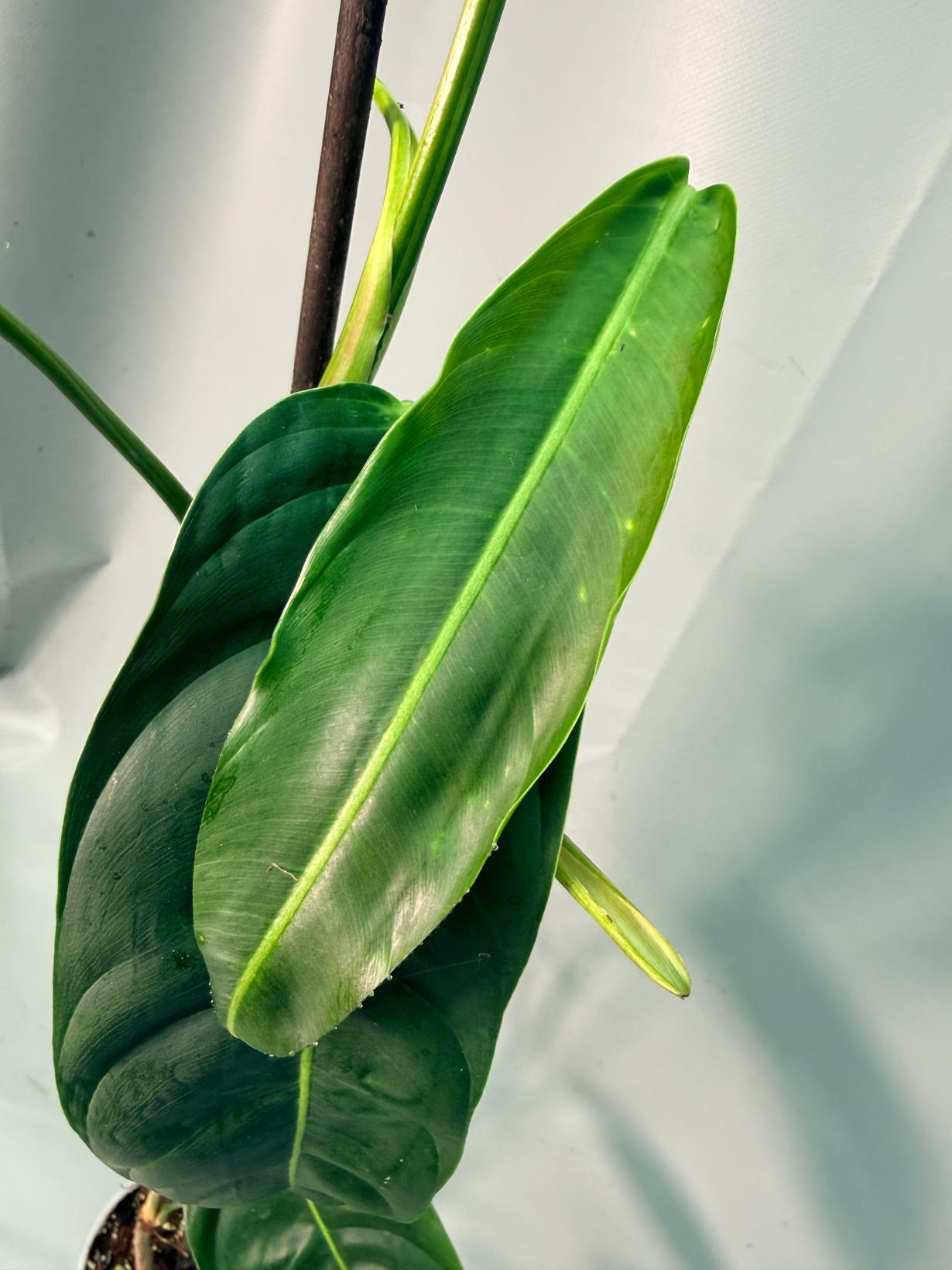 Philodendron Patriciae XL 04