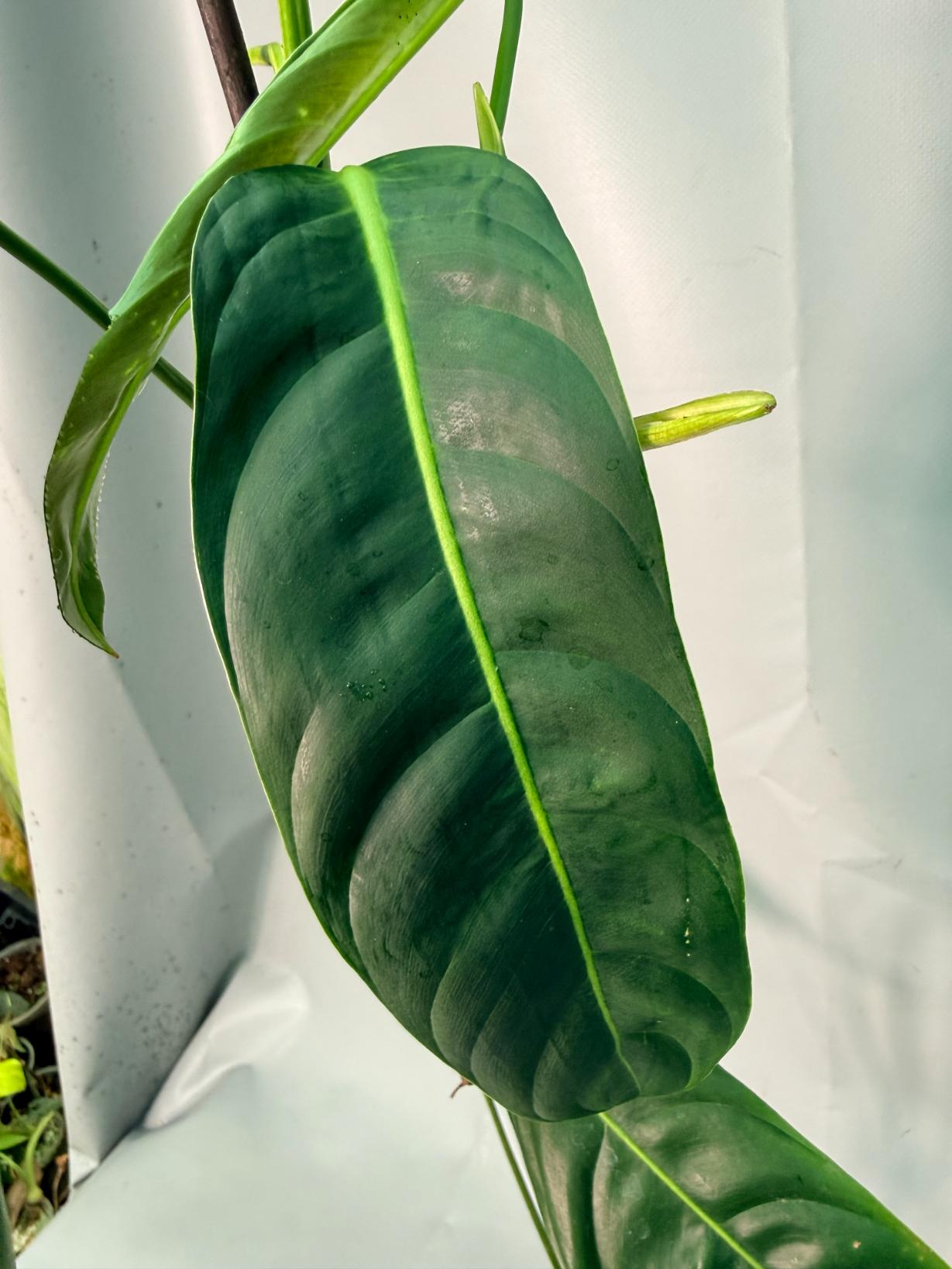 Philodendron Patriciae XL 05