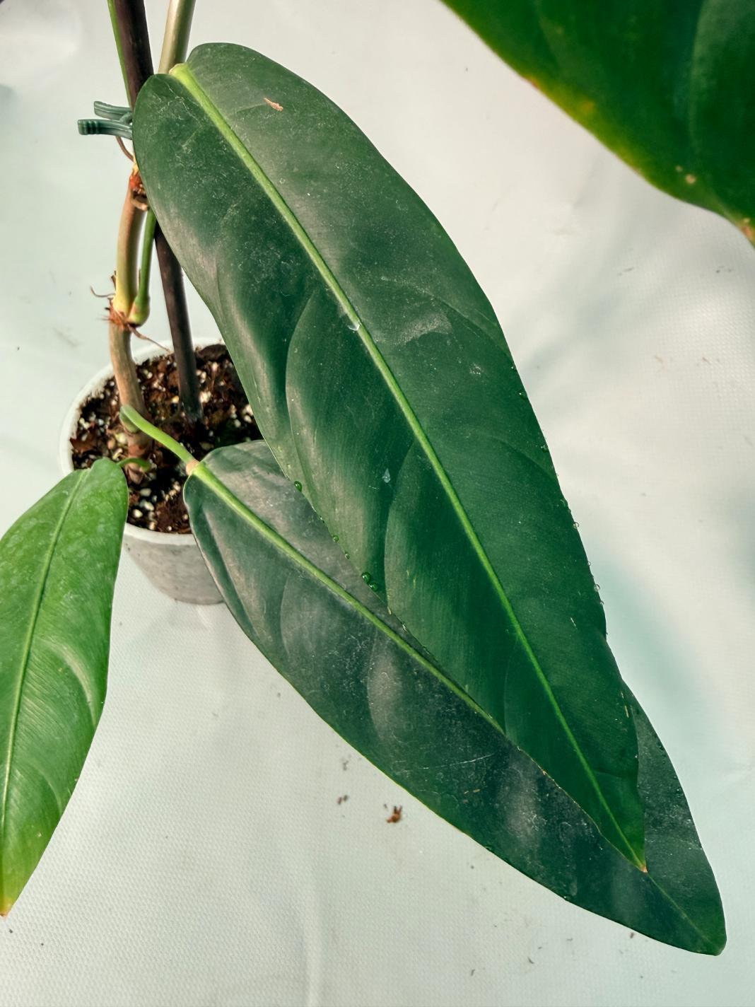 Philodendron Patriciae XL 06