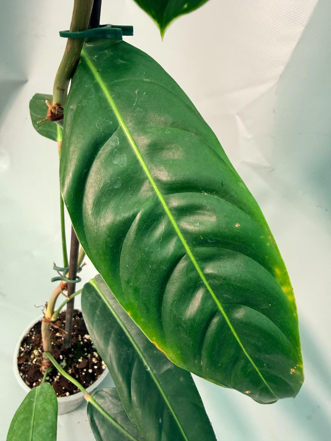 Philodendron Patriciae XL 07