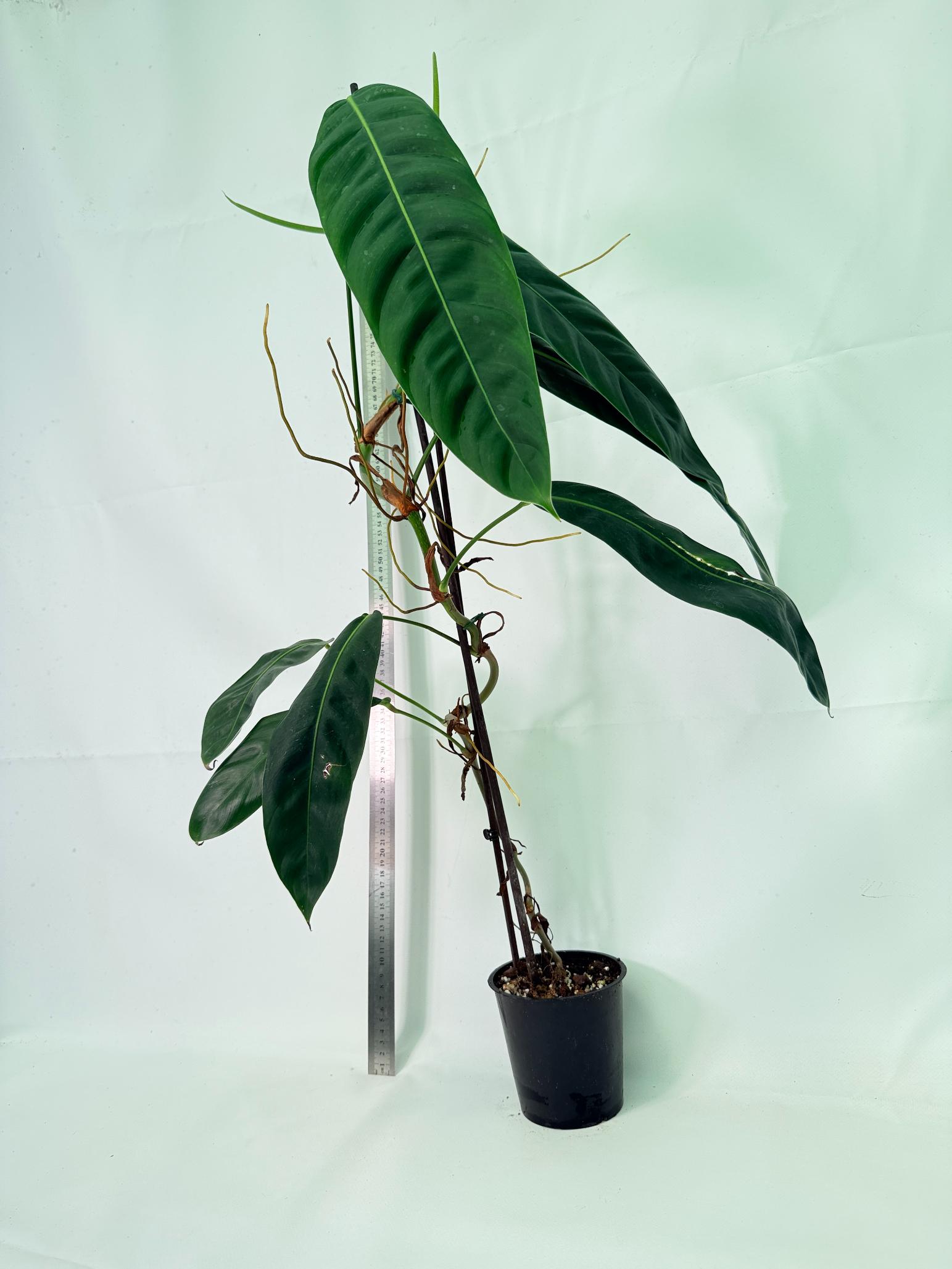 Philodendron Patriciae XL 9