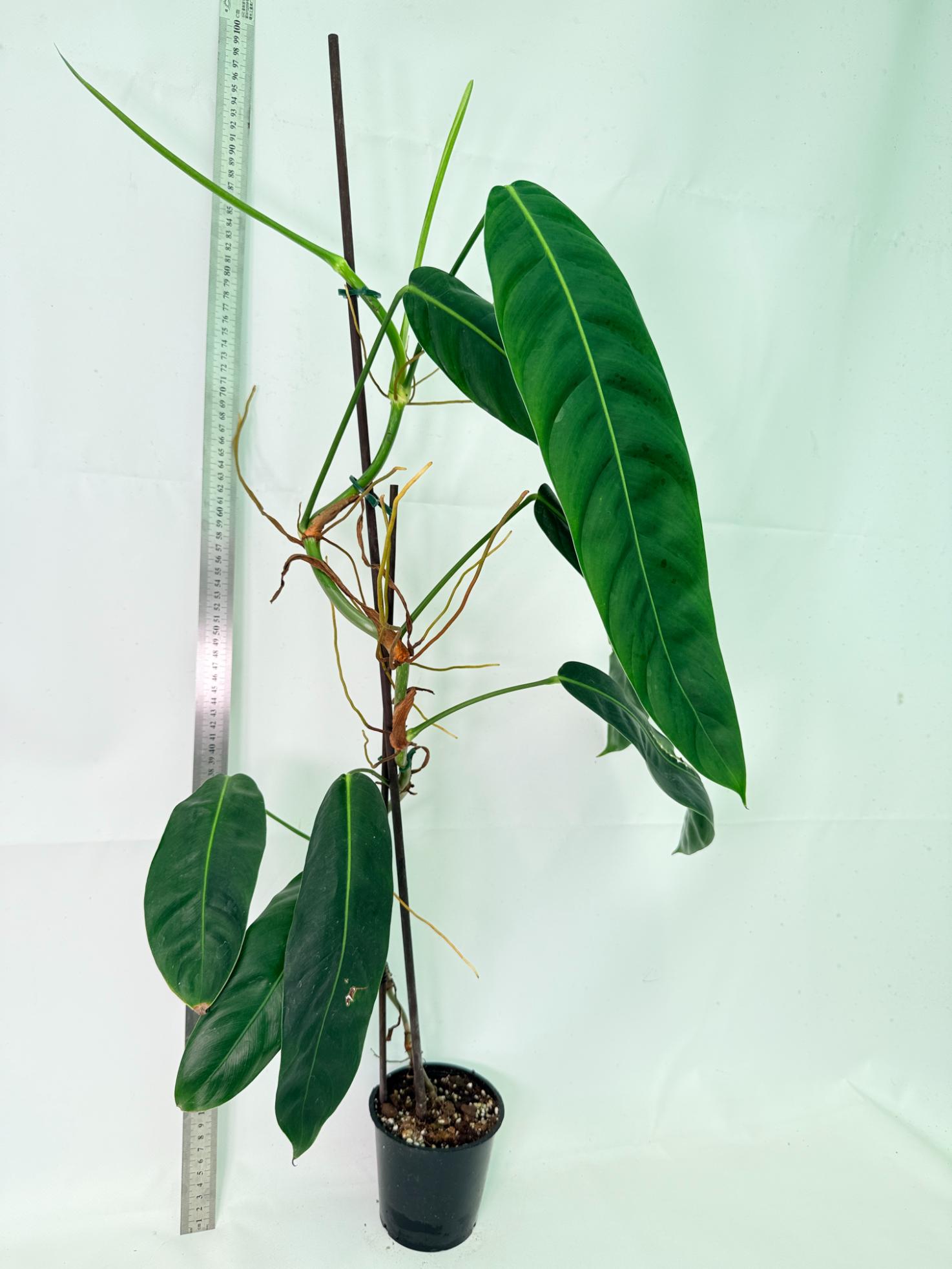 Philodendron Patriciae XL 4
