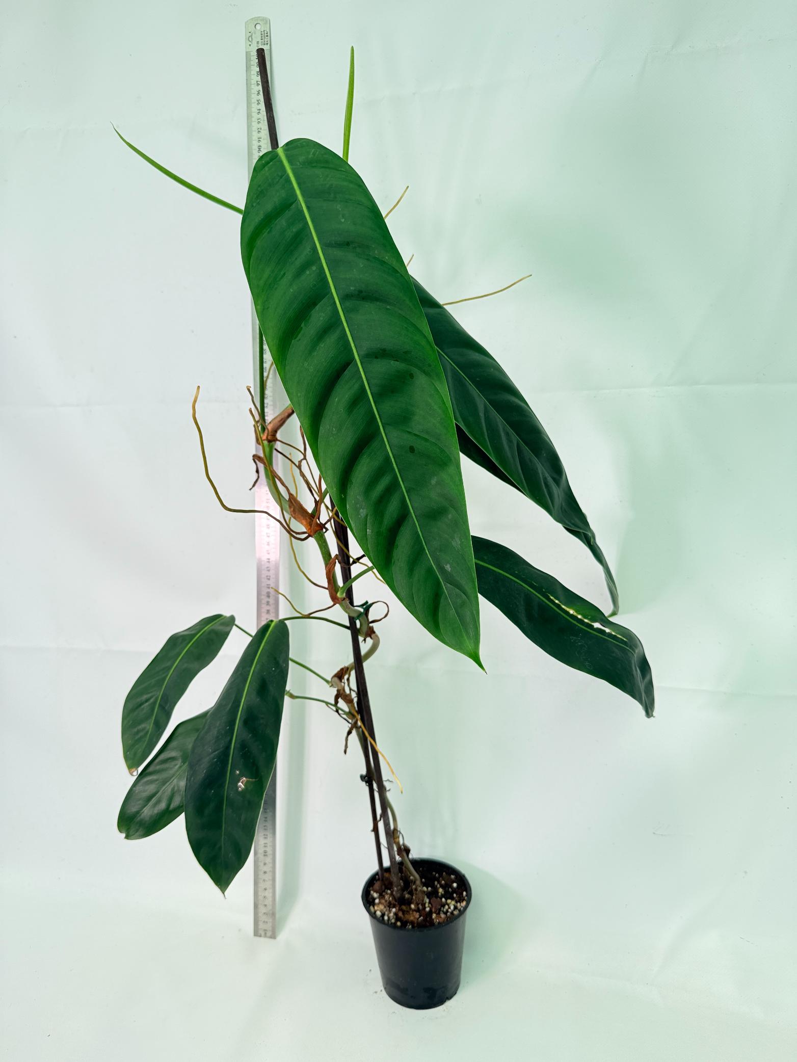 Philodendron Patriciae XL 1