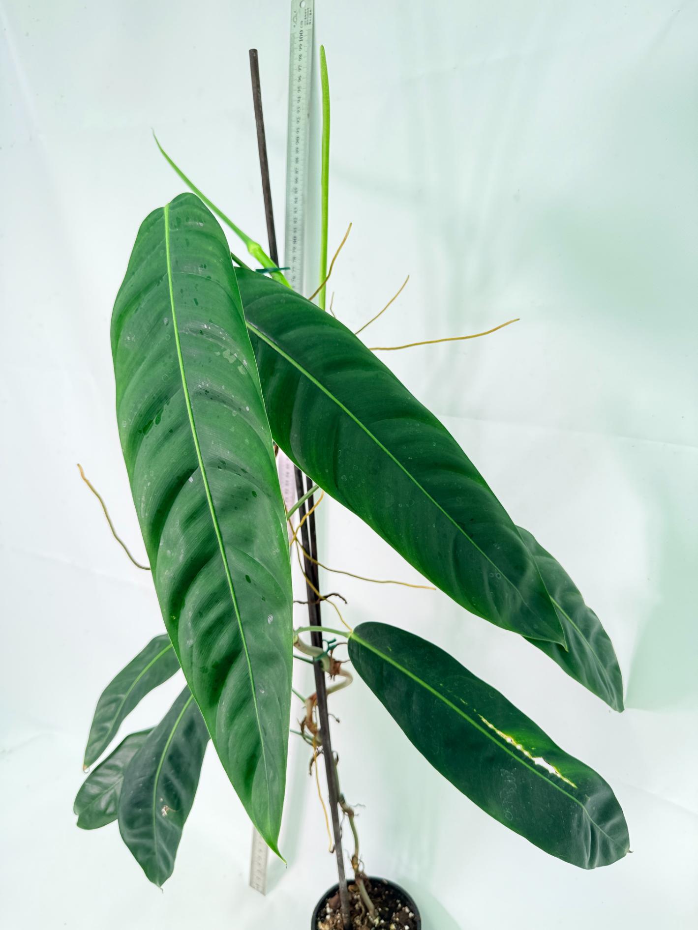 Philodendron Patriciae XL 5