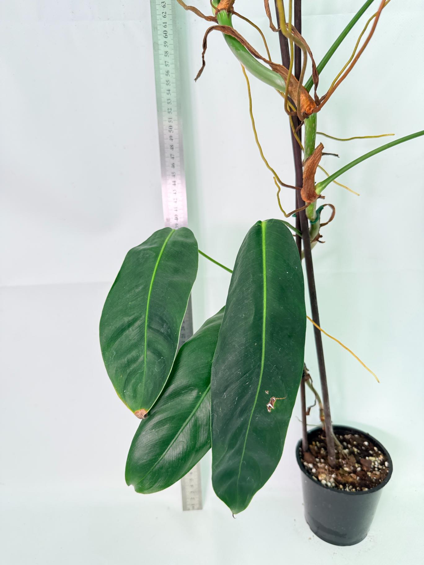 Philodendron Patriciae XL 6