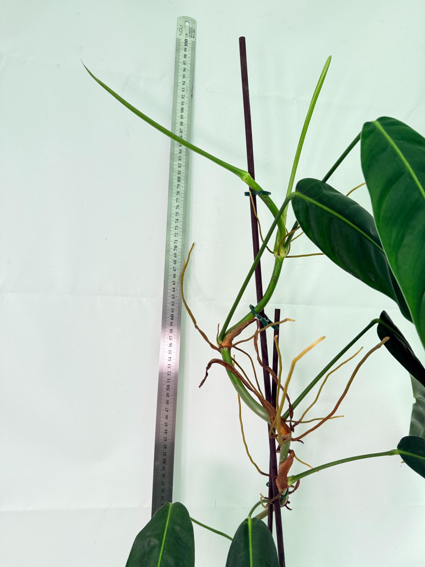 Philodendron Patriciae XL 7