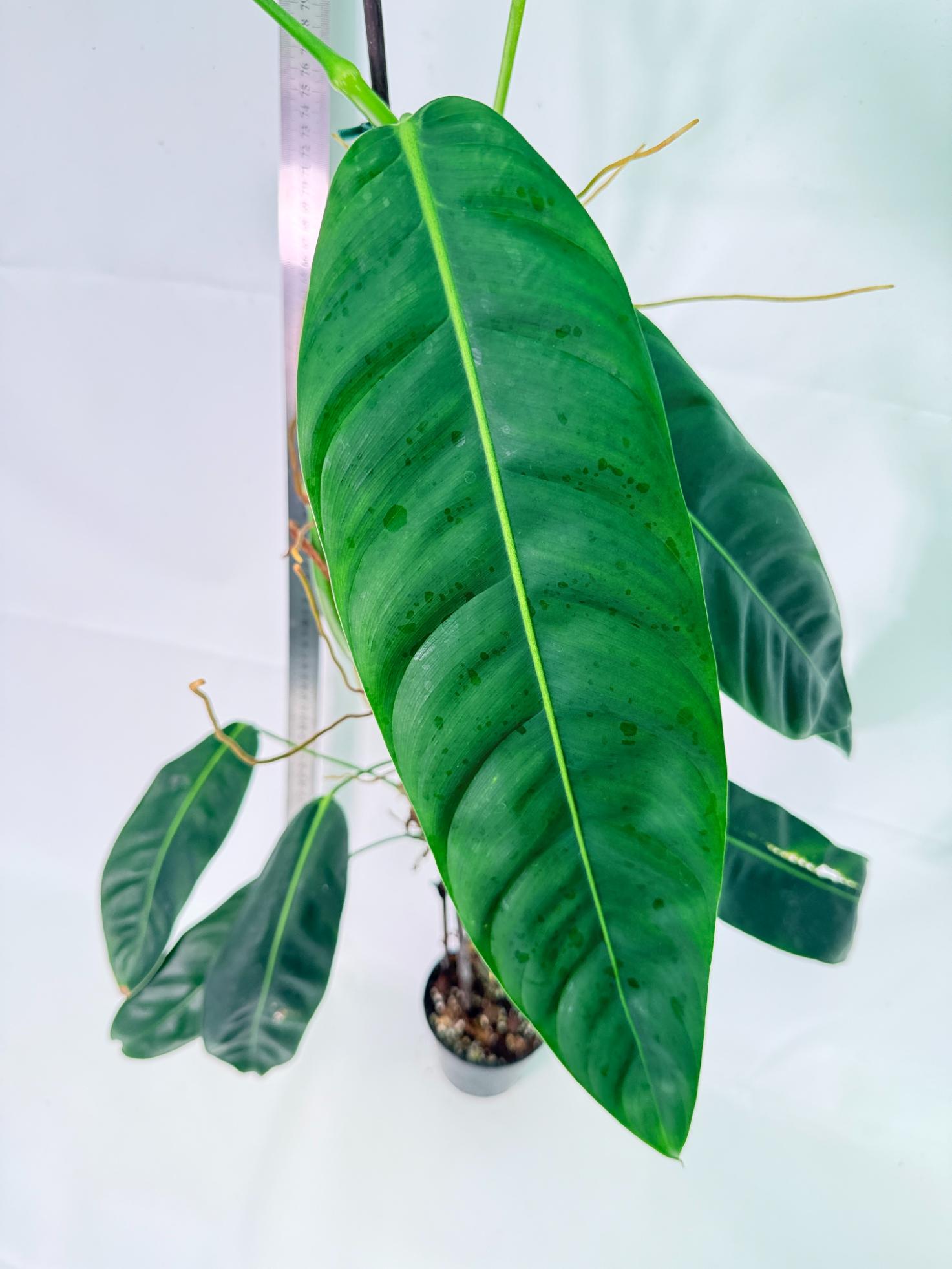 Philodendron Patriciae XL 3