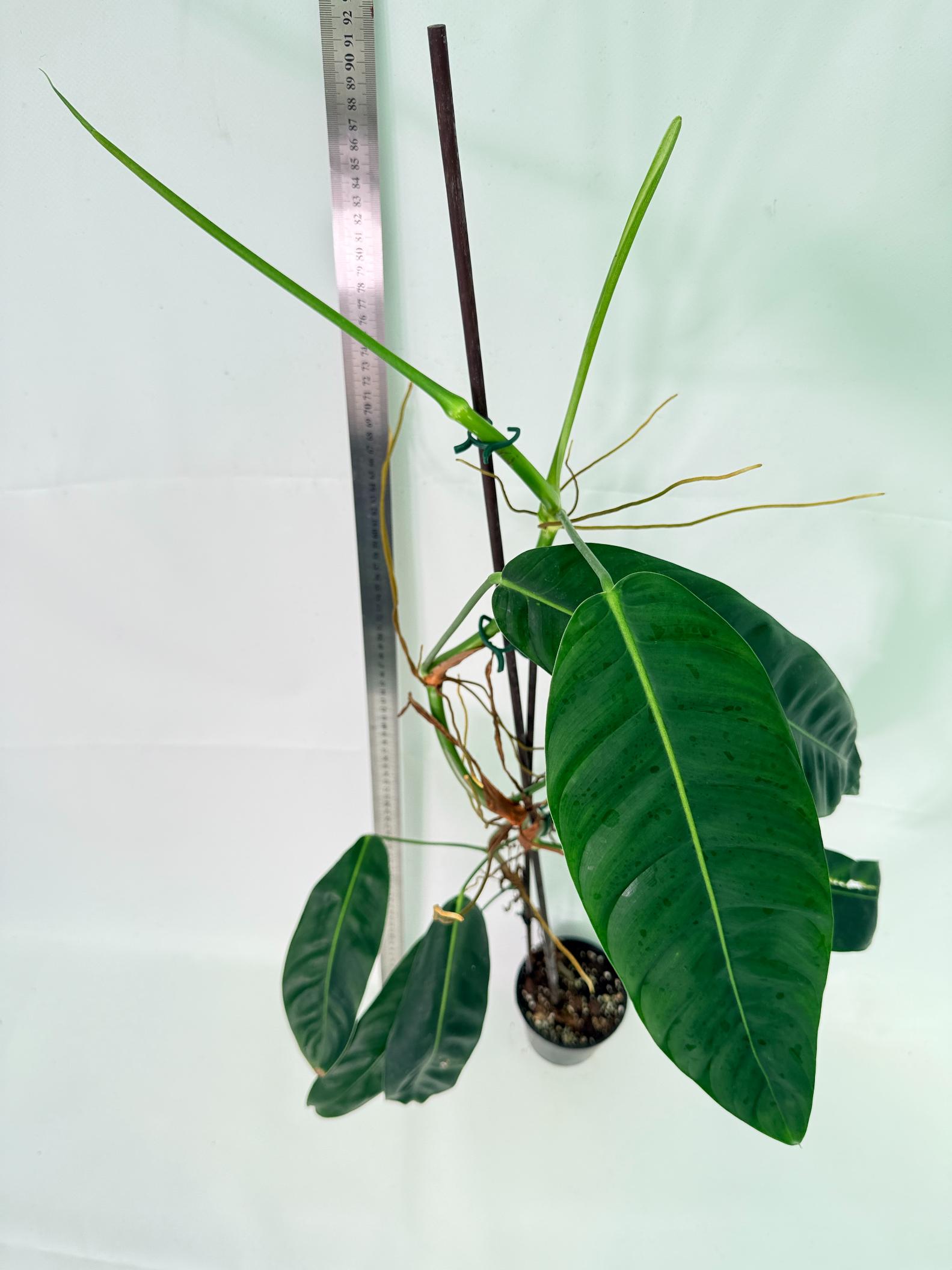 Philodendron Patriciae XL 8