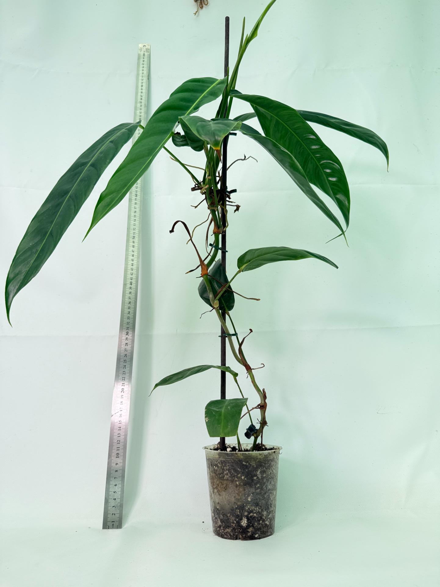 Philodendron Patriciae XL 6