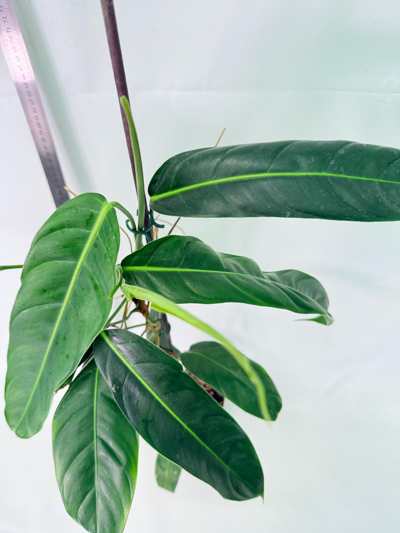 Philodendron Patriciae XL 9