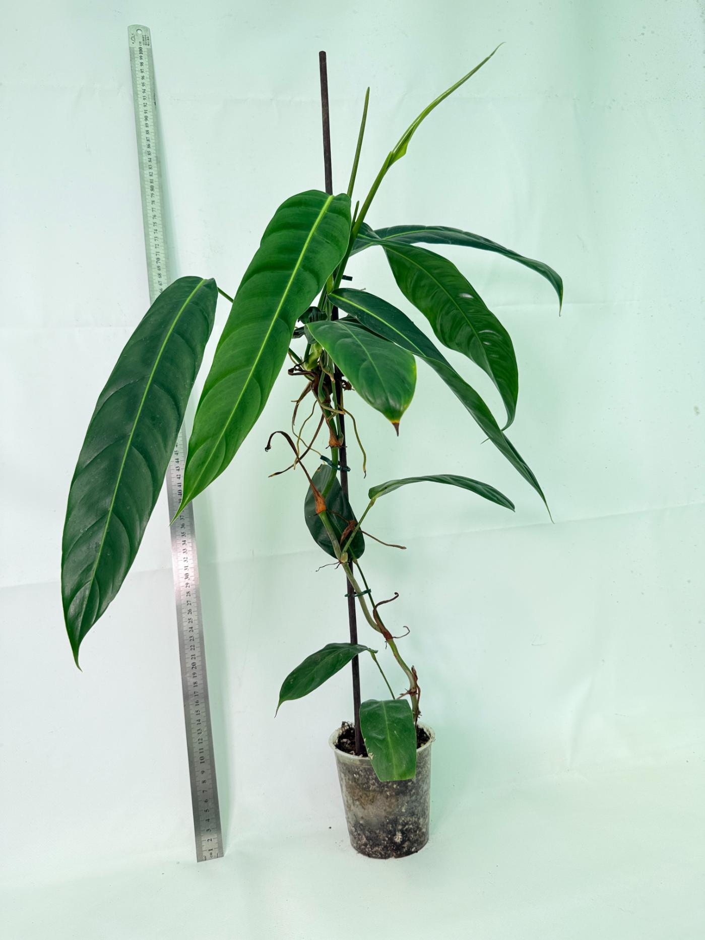Philodendron Patriciae XL 10