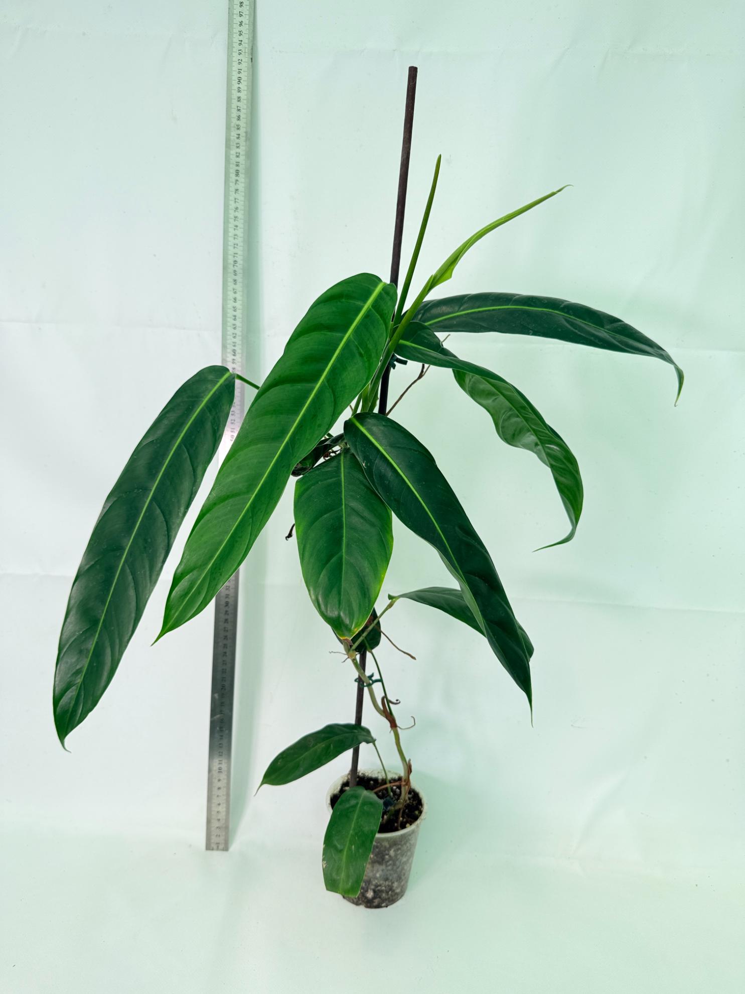 Philodendron Patriciae XL 1