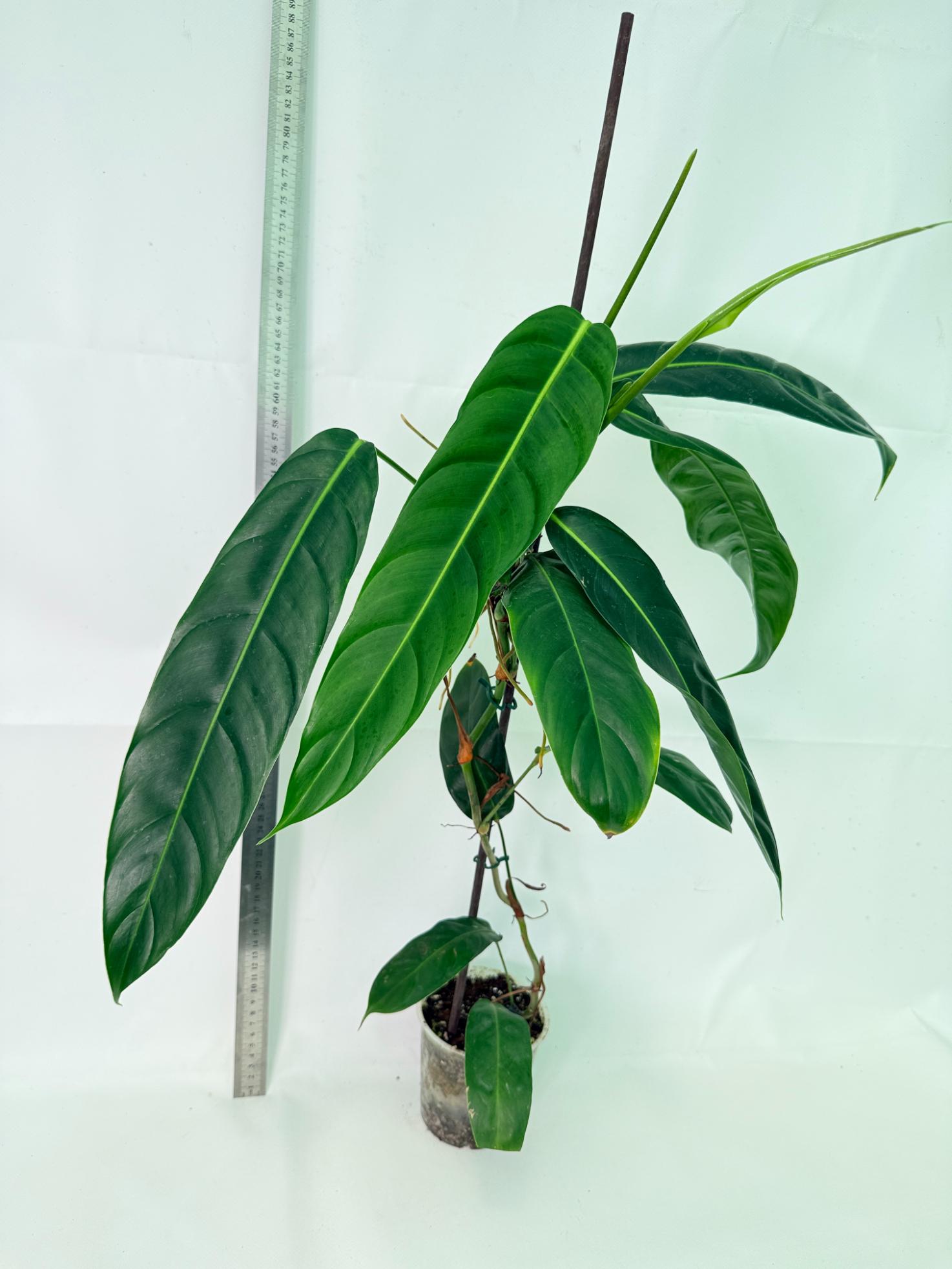 Philodendron Patriciae XL 3