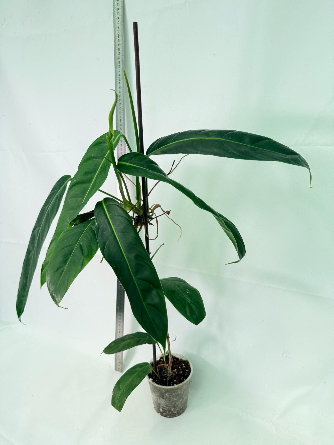 Philodendron Patriciae XL 4