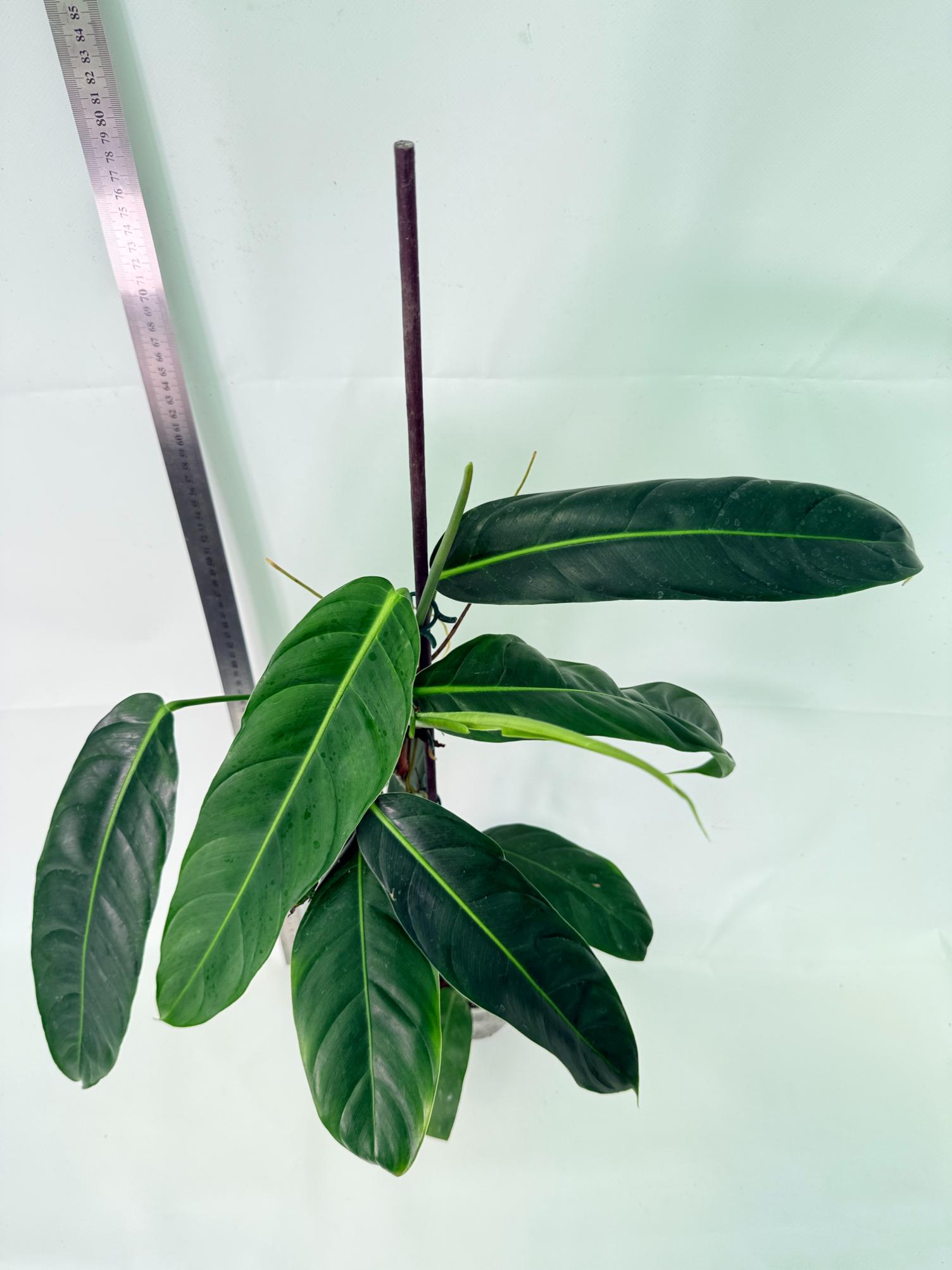 Philodendron Patriciae XL 5