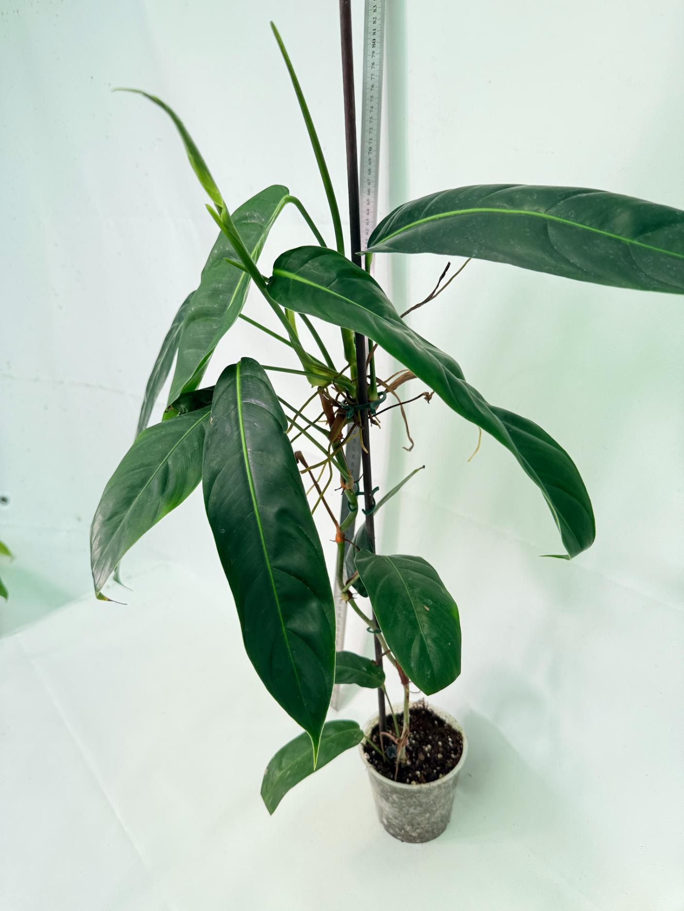 Philodendron Patriciae XL 8