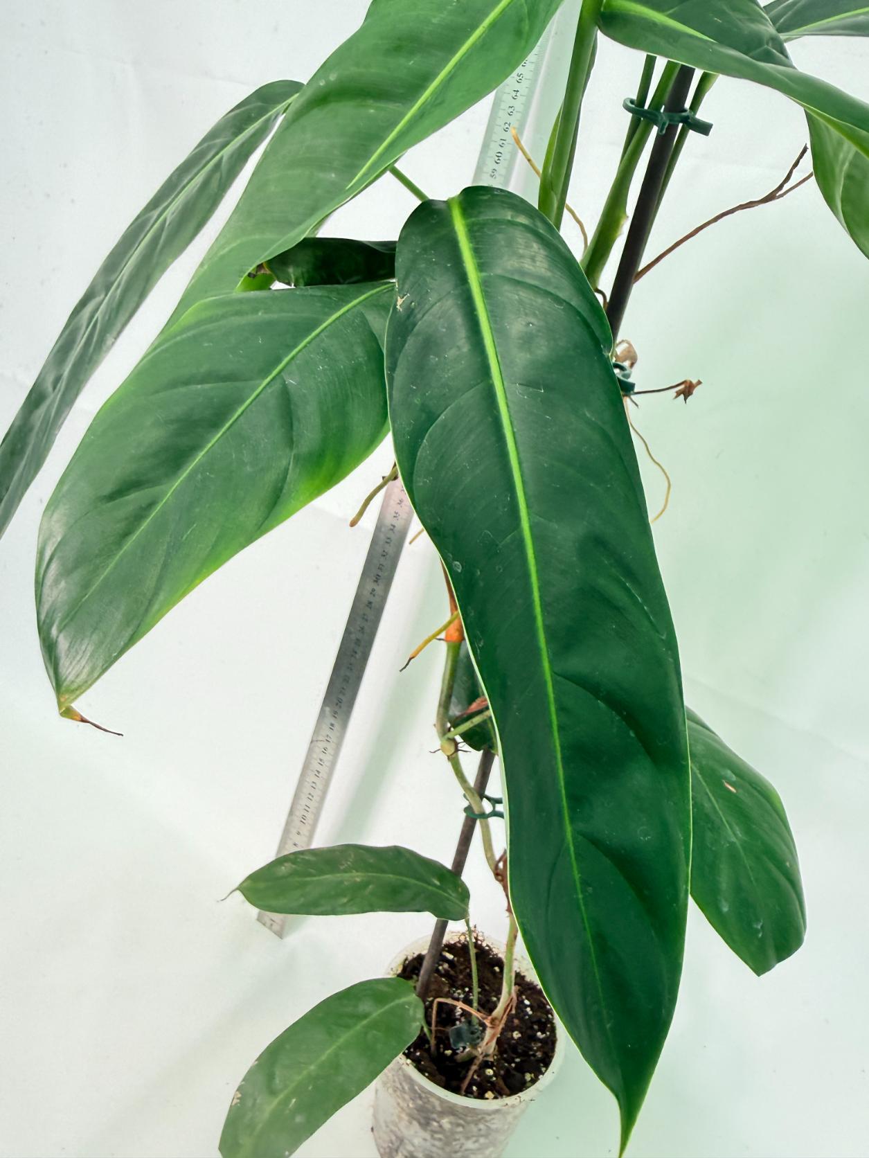 Philodendron Patriciae XL 7
