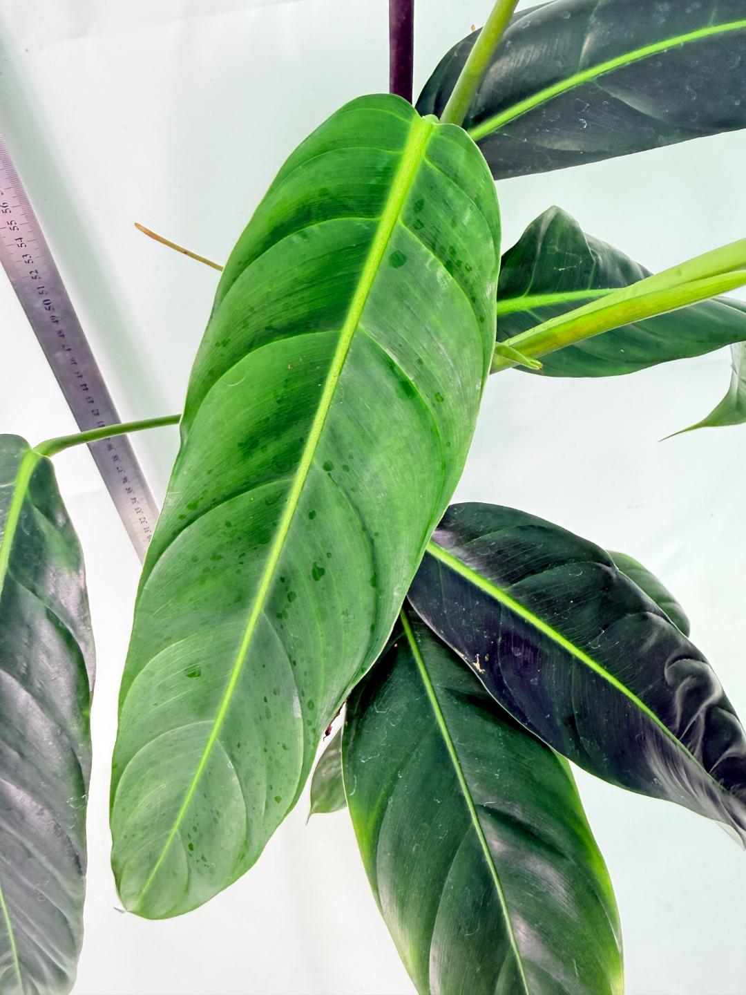 Philodendron Patriciae XL 2