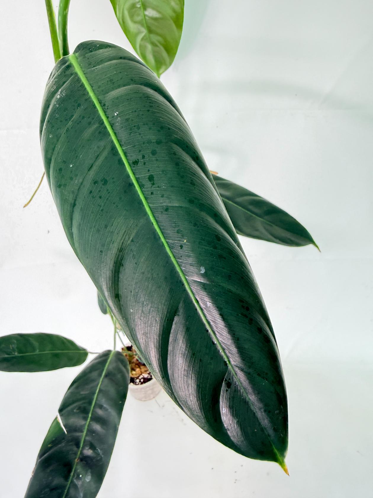 Philodendron Patriciae XL 08