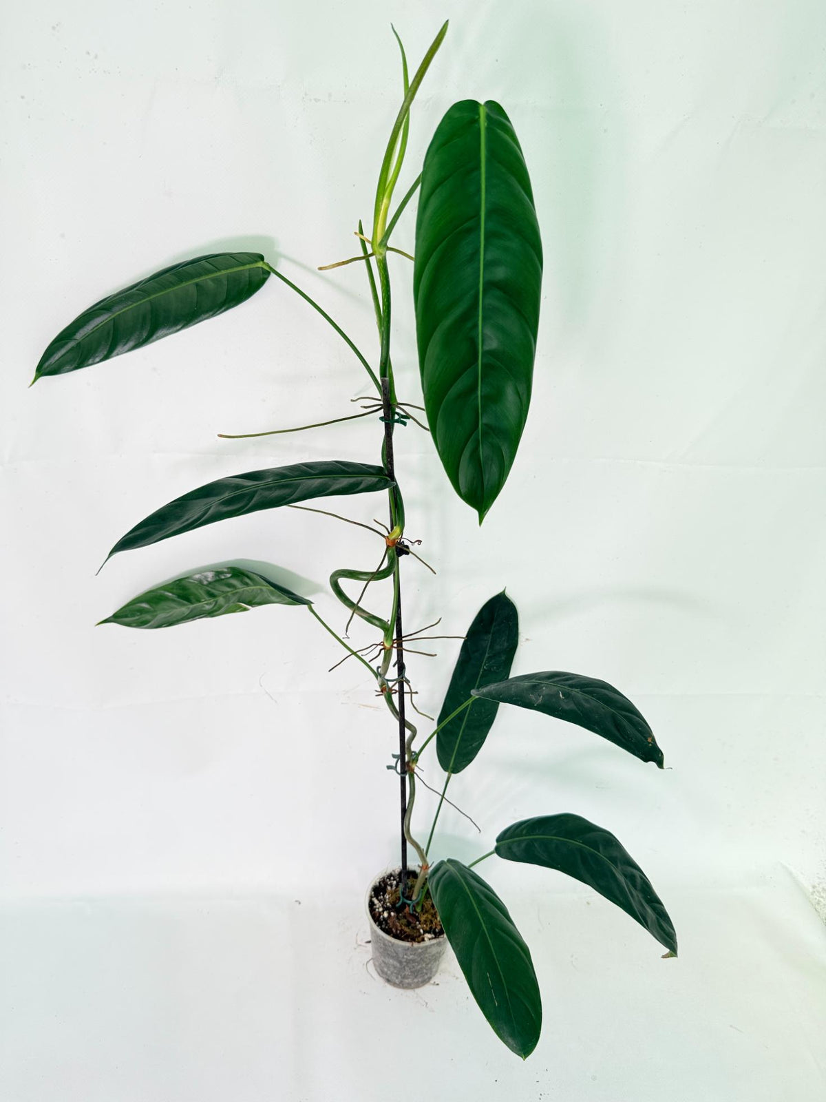 Philodendron Patriciae XL 09
