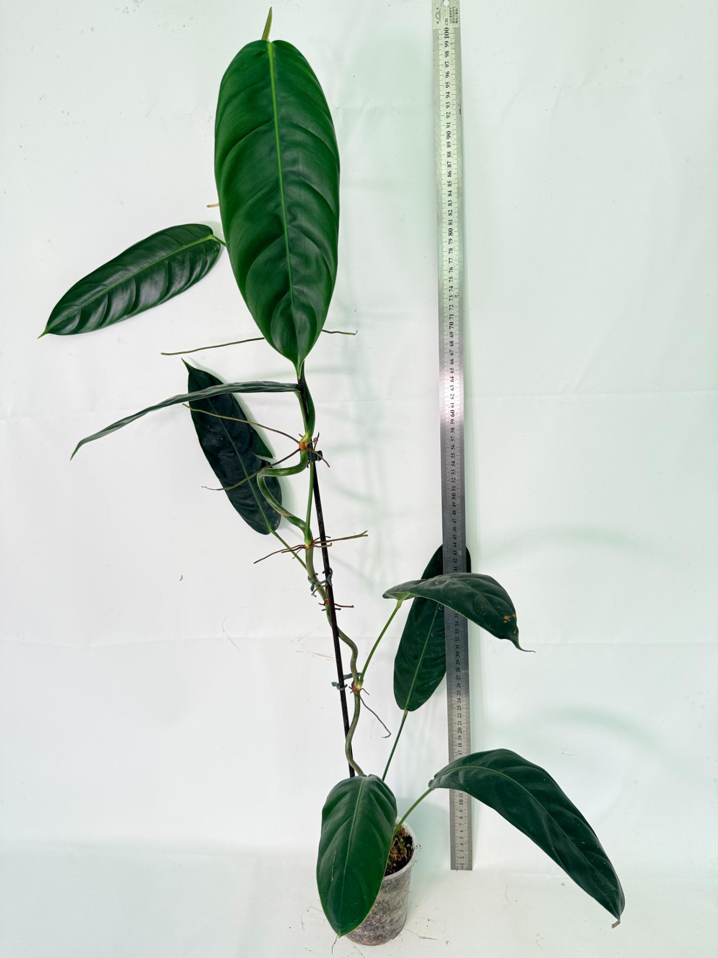 Philodendron Patriciae XL 03