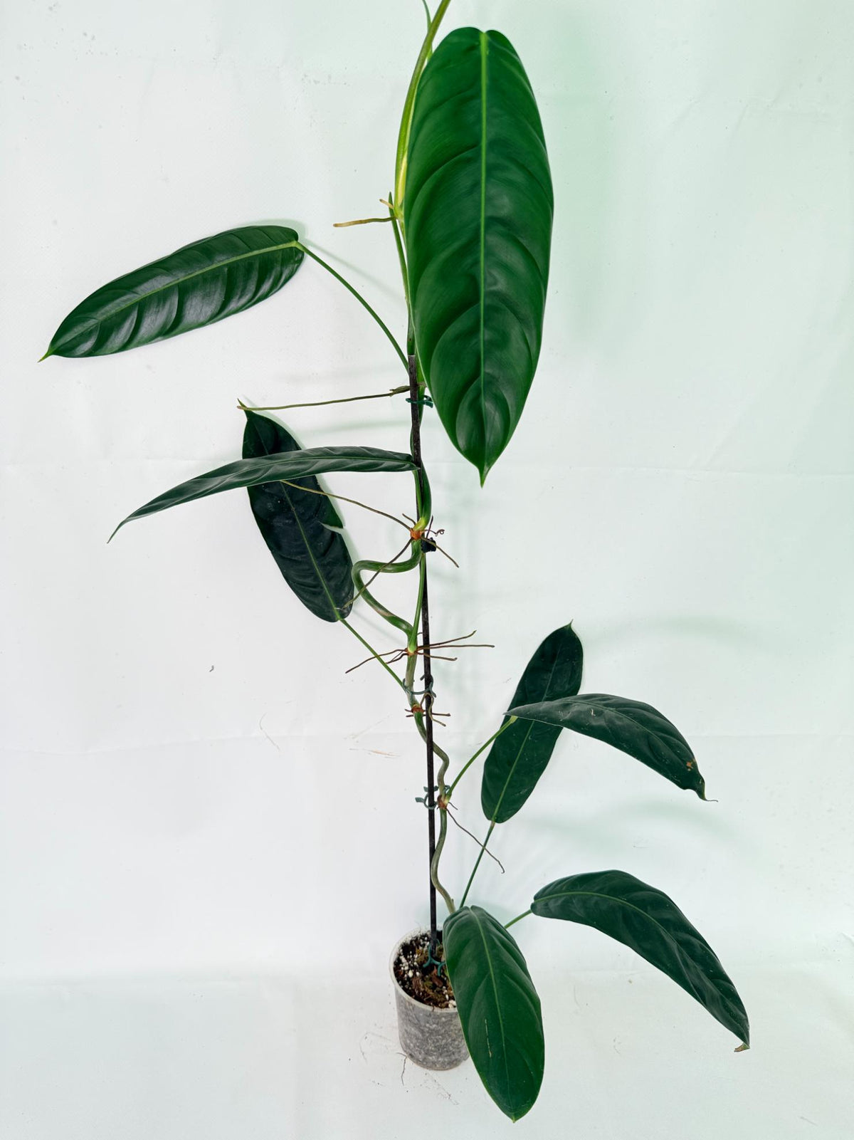 Philodendron Patriciae XL 01