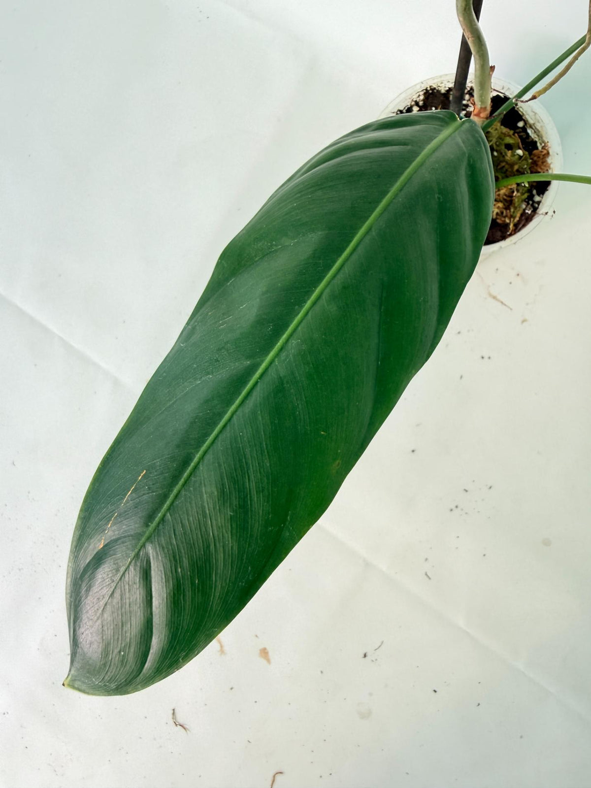 Philodendron Patriciae XL 04