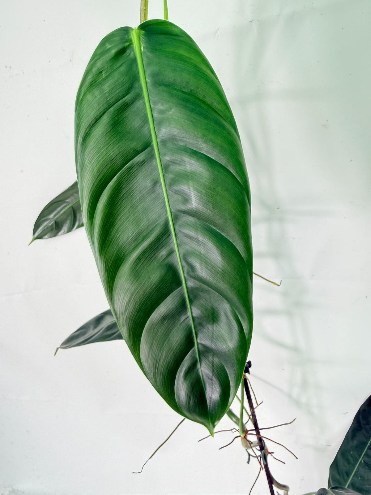 Philodendron Patriciae XL 05