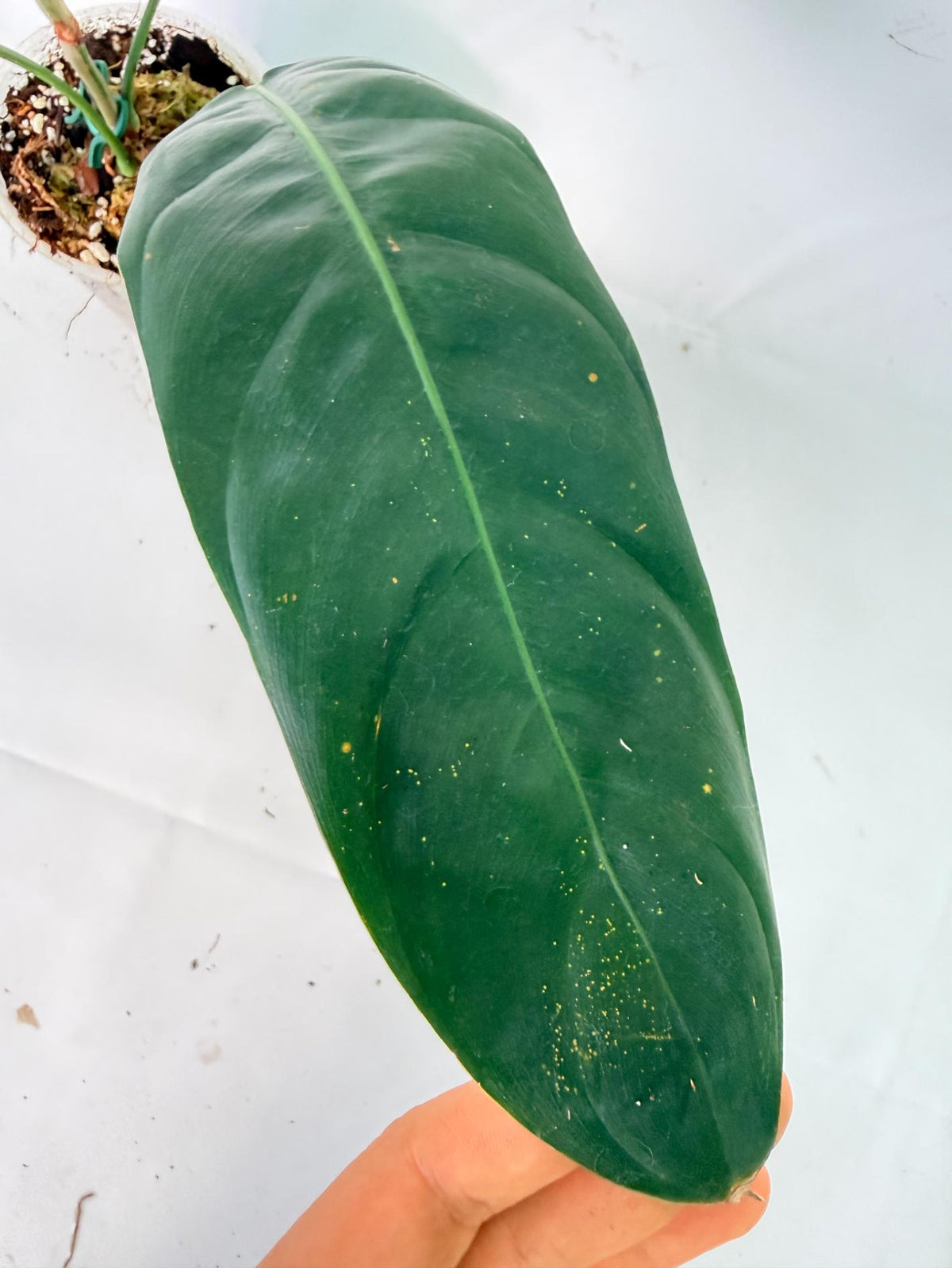 Philodendron Patriciae XL 06