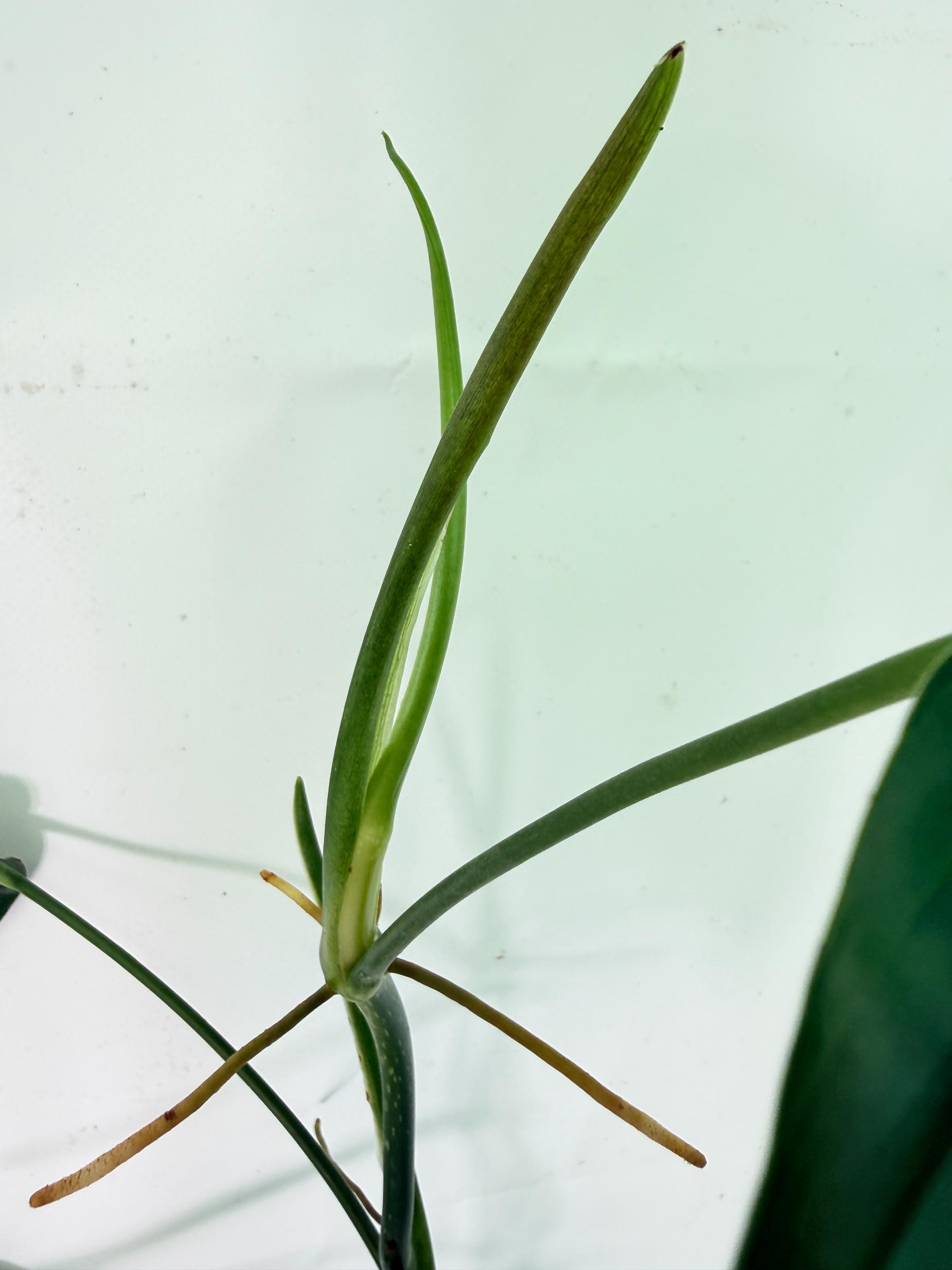 Philodendron Patriciae XL 07