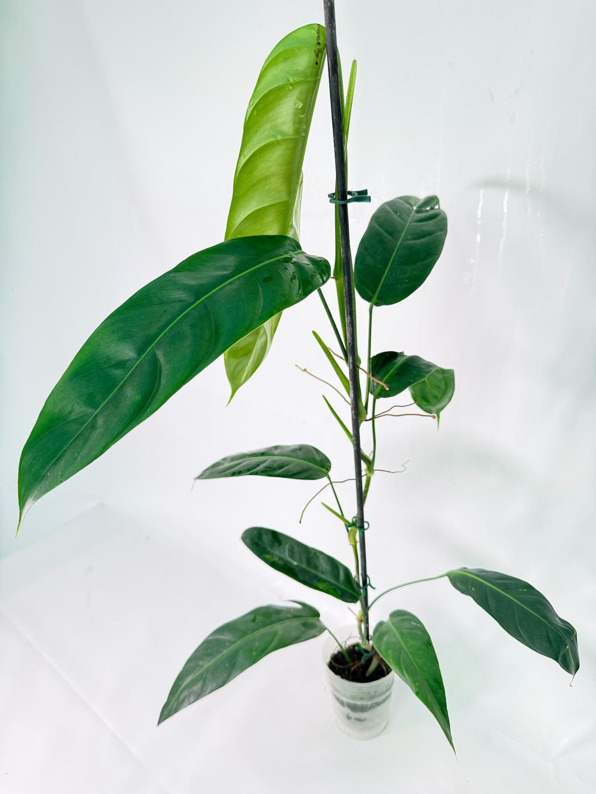 Philodendron Patriciae XL 08